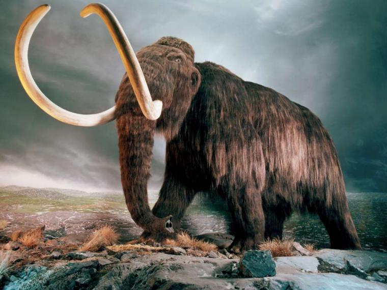 ANIMALES PREHISTORICOS