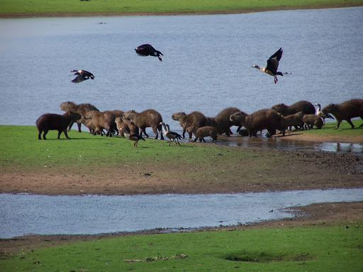 Apure