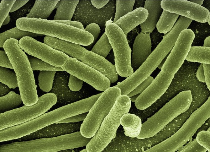 Científicos logran guardar un GIF en el ADN de bacterias fecales.