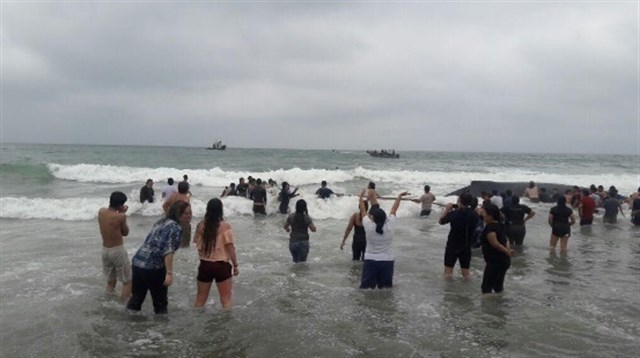 Liberada la ballena que estuvo encallada 11 horas en la costa de Ecuador.