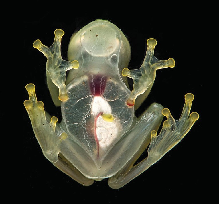 Nueva especie de rana de cristal descubierta en Ecuador.