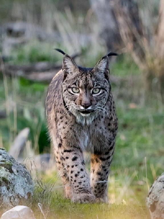 El lince ibérico se ha definido como una especie que esta en riesgo