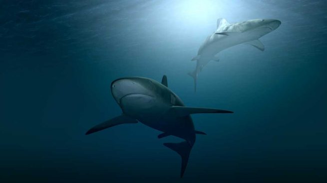 Más de 300 especies de tiburones en peligro de extinción