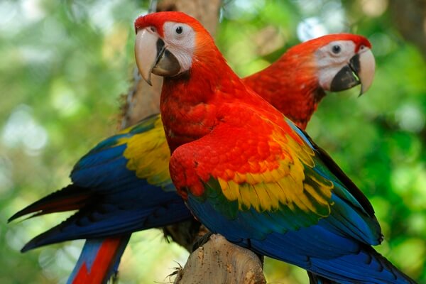 Mira la liberación de estas guacamayas rojas en peligro de extinción