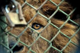 Los zoológicos explotan a los animales