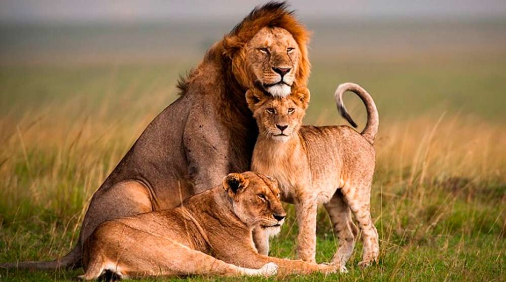 Los Leones