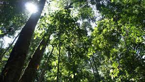 CALENTAMINETO GLOBAL Y REGIONES TROPICALES