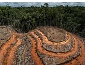 El crecimiento de las ciudades causa la deforestación