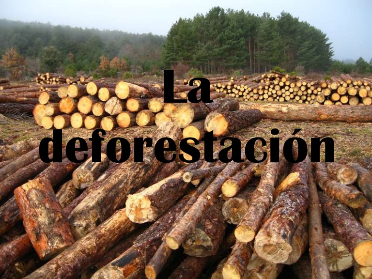 La deforestación la destrucción de los pulmones del mundo