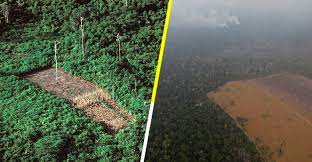EXTINCIÓN DEL AMAZONAS