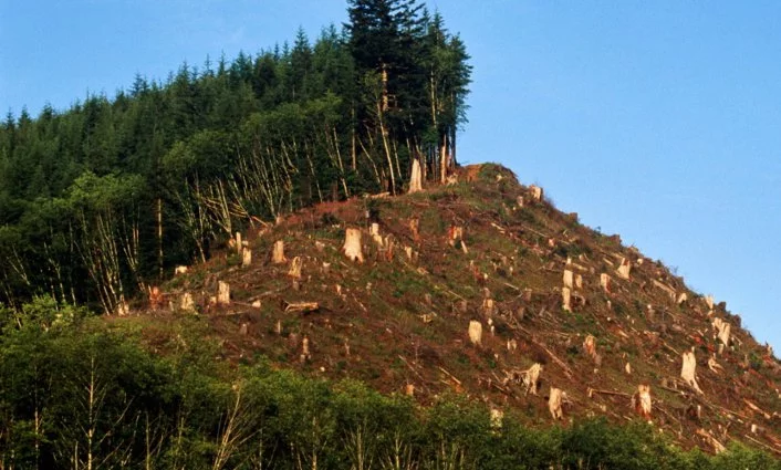 La deforestación causas y consecuencias