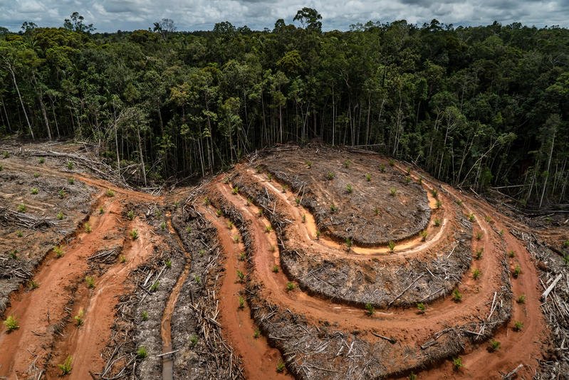 La Deforestación EN Zonas Rurales