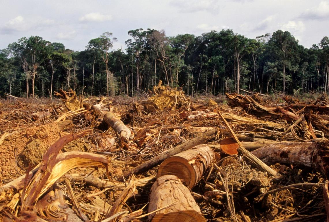LA AMAZONIA ESTA SIENDO DEFORESTADA