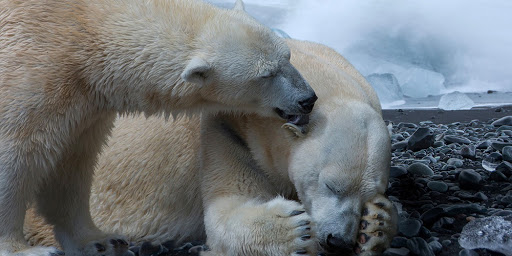 Las diferentes especies de animales se están extinguiendo