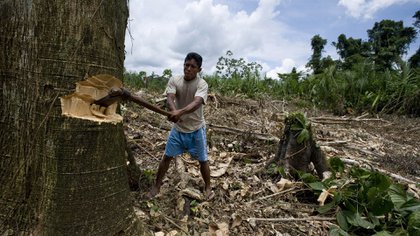 La deforestación