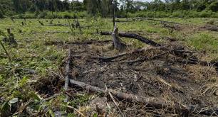 posibles soluciones a el deterioro ambiental