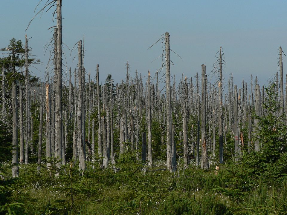 La lluvia acida. Esta acusando graves acciones en el Medio Ambiente.