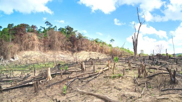 perdida de biodiversidad