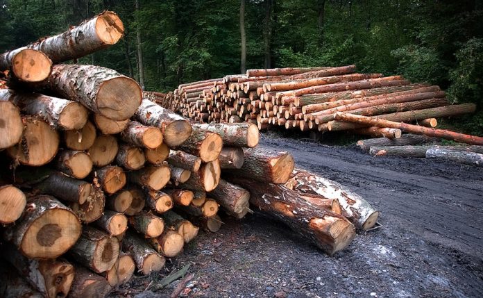 AUN PODEMOS SABER COMO ES EL BUEN USO DE LA DEFORESTACIÓN