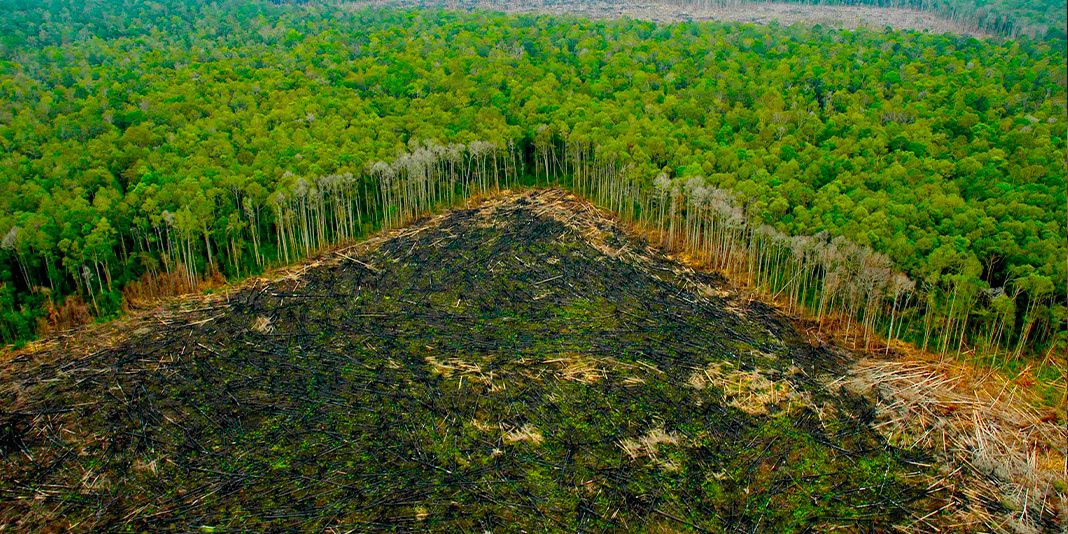 La deforestación en Colombia