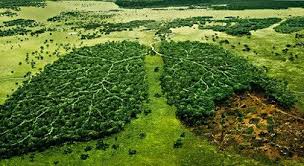 Los problemas del medioambiente y sus consecuencias si no hacemos nada para repararlo