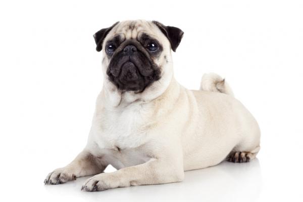 Pug o Carlino