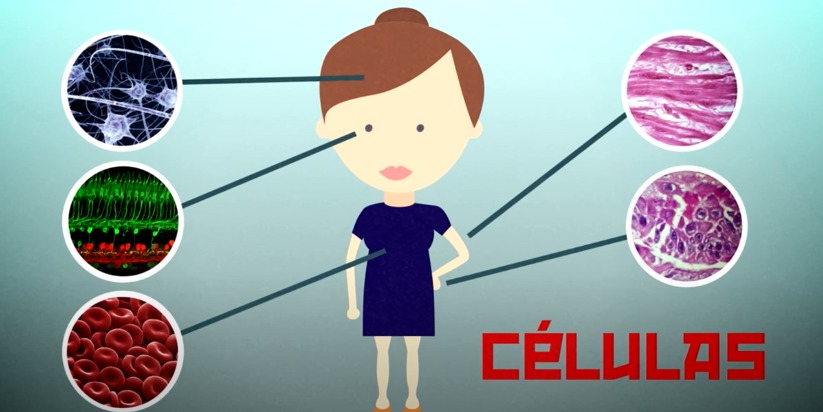 Ciencia express: Qué son las células madre