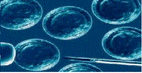 Cuestionario:  Casos exitosos de tratamiento con células madre en el mundo