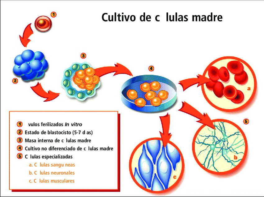 Cultivo de Células madre