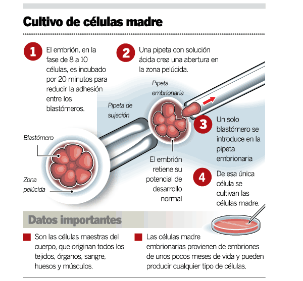 Cultivo de células madre