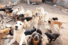 VECINOS AL RESCATE DE LOS ANIMALES