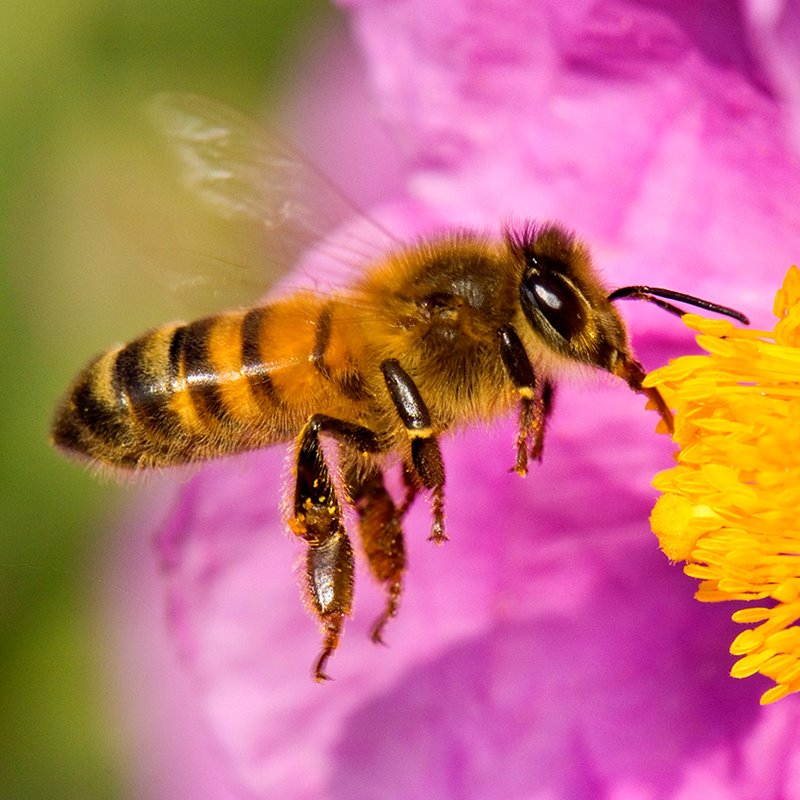 La importancia de las abejas en el  Mundo