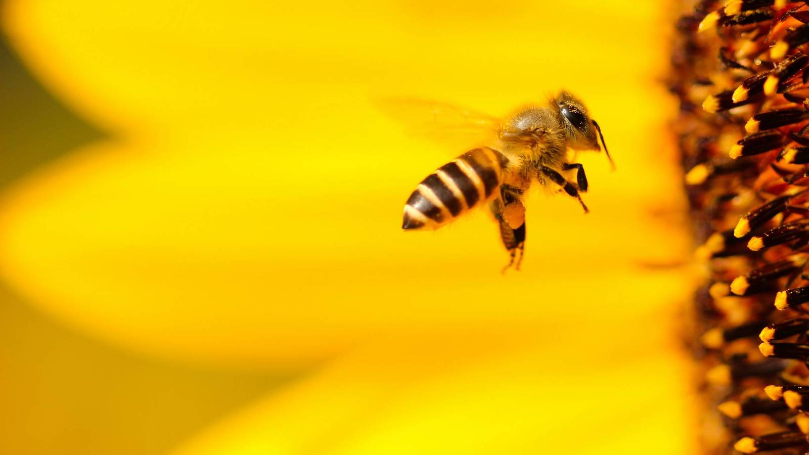 Las abejas son mas importantes de lo que piensas