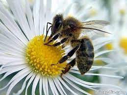 Las abejas, su importancia y exterminio