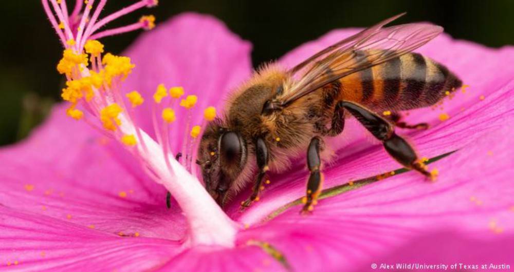 Ponte Abeja y No Acabes con Ellas