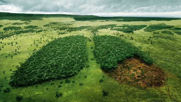 La Deforestación “La Llave que abre el caos de la naturaleza”