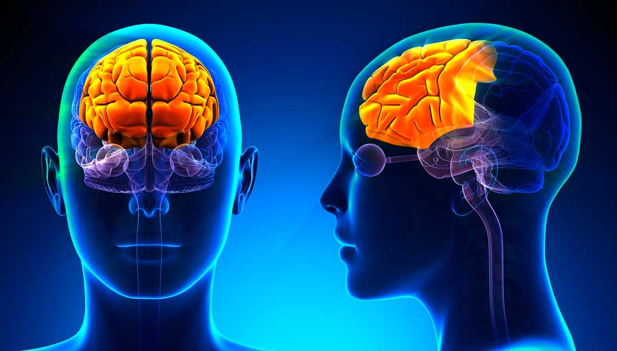 Los traumas y el estrés dados durante la infancia pueden afectar tu cerebro