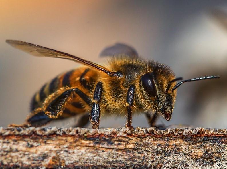 la importancia de las abejas