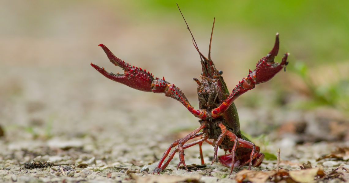 especies invasoras
