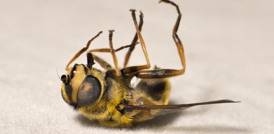 El principal peligro de que las abejas disminuyan su población