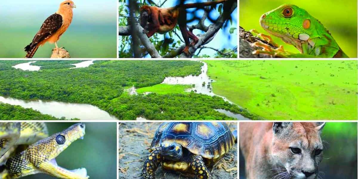 El peligro de las especies invasoras
