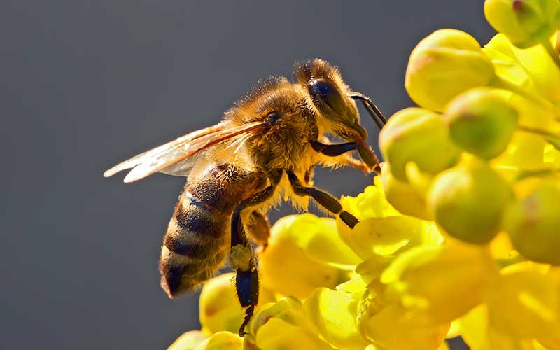 Las abejas: insectos que garantizan la permanencia de la vida gracias a la polinización.