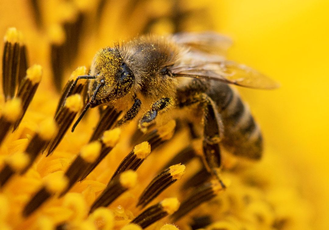 El beneficio de las abejas