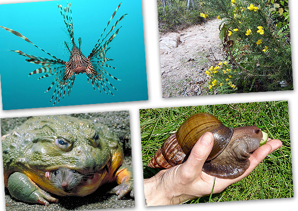¡Especies invasoras!