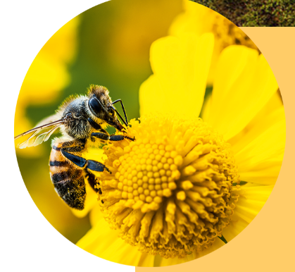 ¿La humanidad  puede verse amenazada por la desaparición de este pequeño insecto?