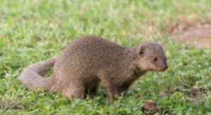 UN PROBLEMA MUNDIAL:  ¡LAS ESPECIES INVASORAS!