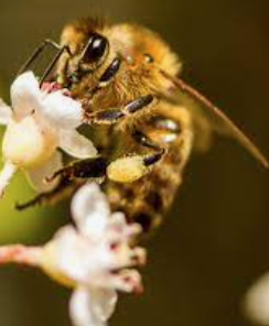 LAS ABEJAS: insectos que garantizan la permanencia de la vida gracias a la polinización