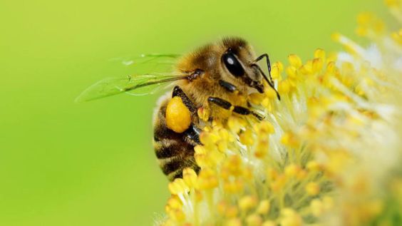 Las abejas, los máximos polinizadores del mundo, están en riesgo, ¿y por qué lo están?