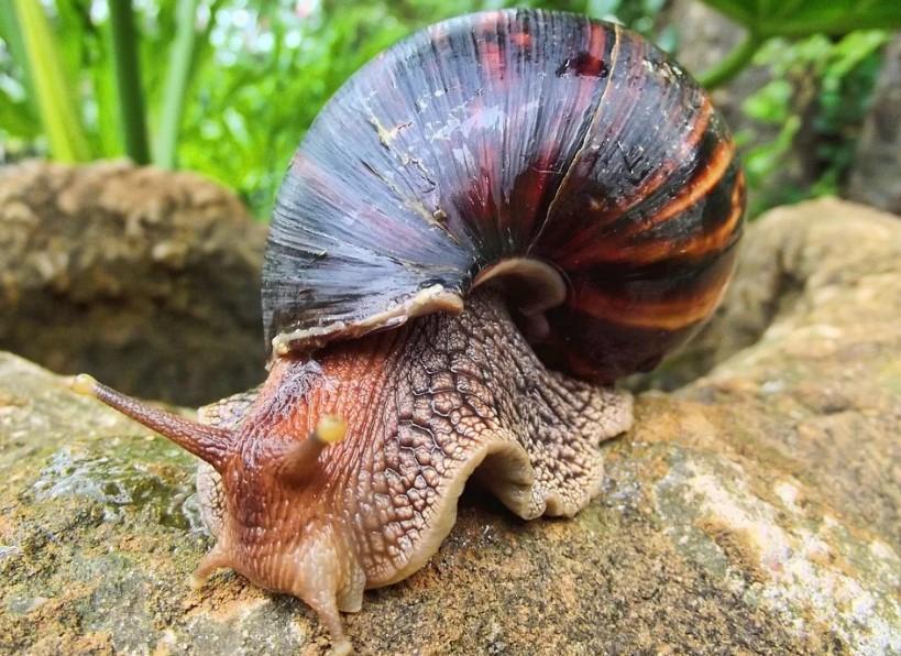 especies invasoras