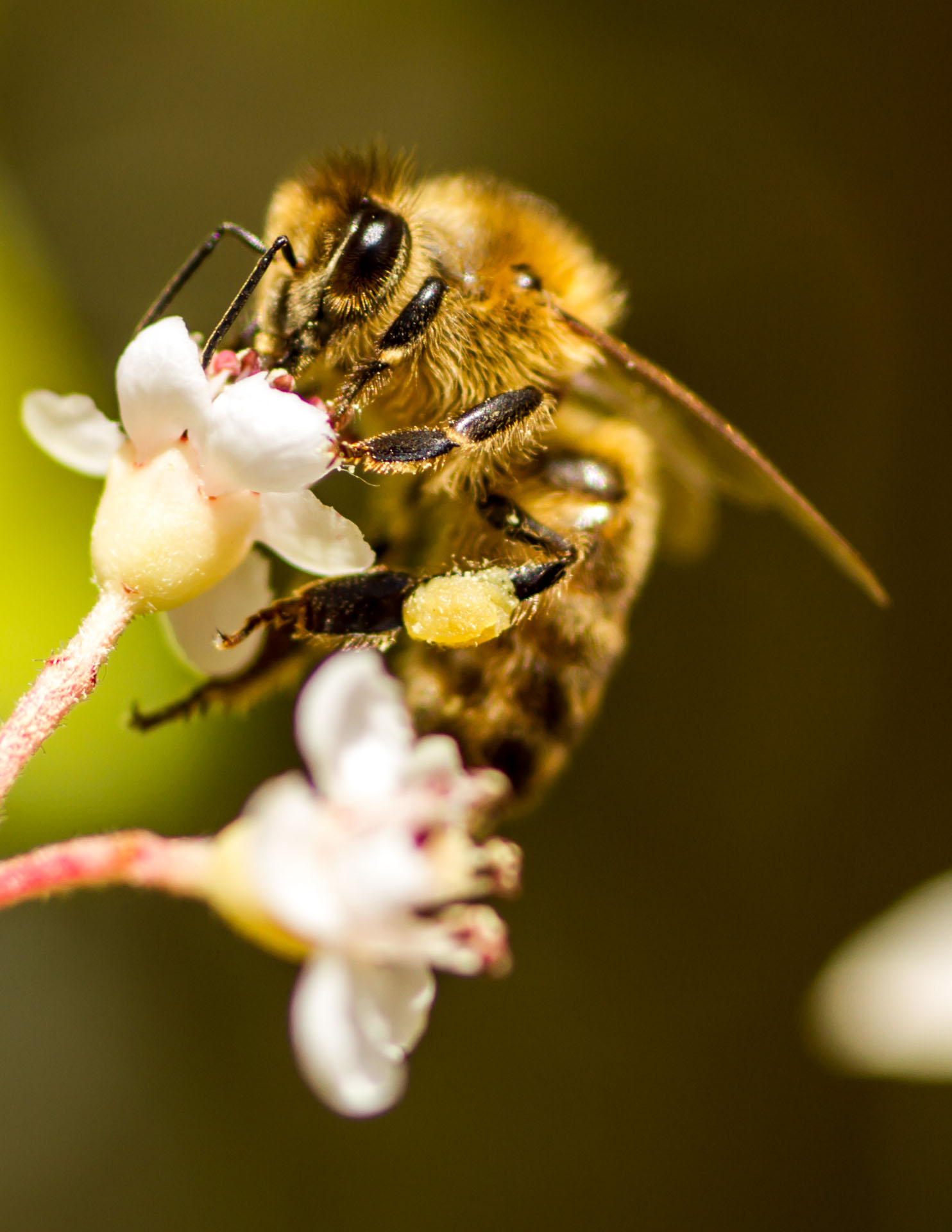 la importancia de las abejas